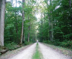 terrain forestier a vendre bretagne