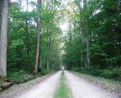 terrain forestier a vendre belgique