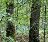 Forêt mixte de Douglas et feuillus de 10Ha dans le Lot