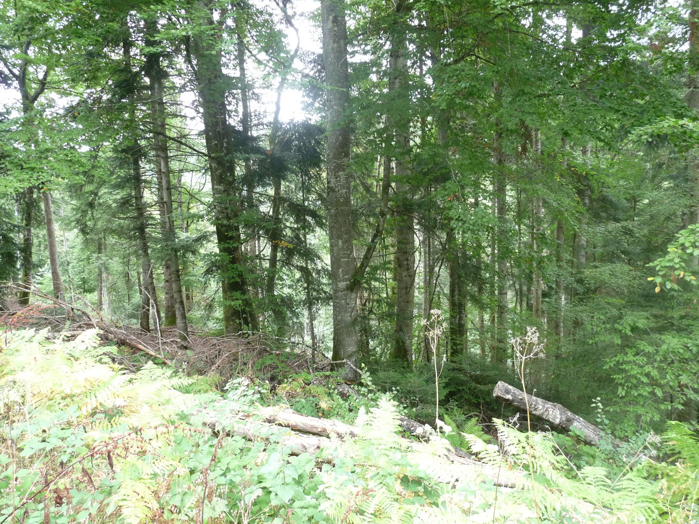 Site Forets A Vendre Etang Haras Indicateur De Marche Forestier Cours Du Bois Carte De France Separtements Region