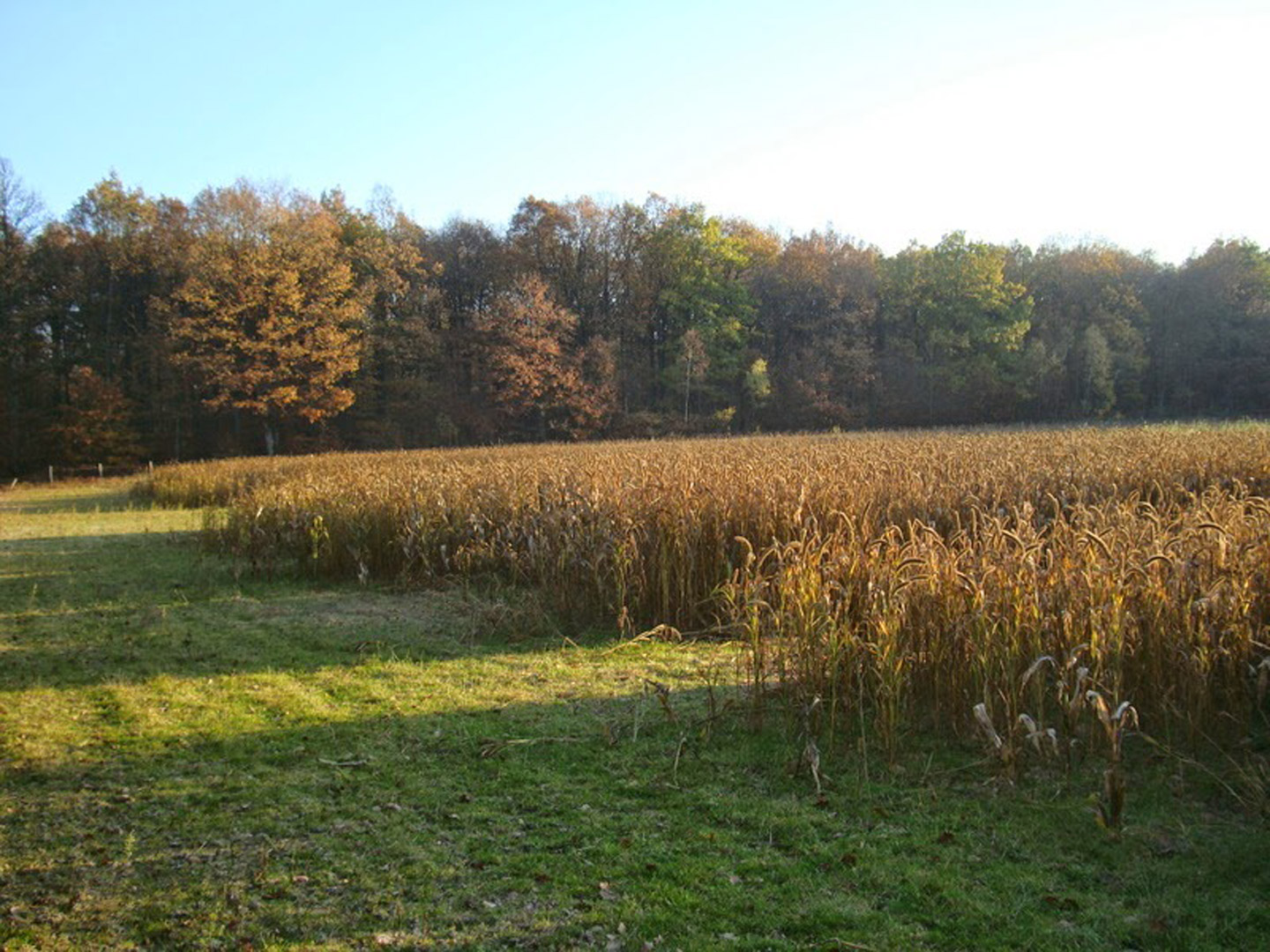 Bois Forêt étang à Vendre Dans Le 41