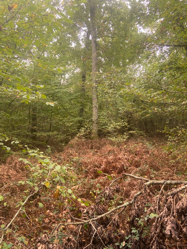 Forêt mixte résineux et feuillus à vendre dans les Hautes Cévennes